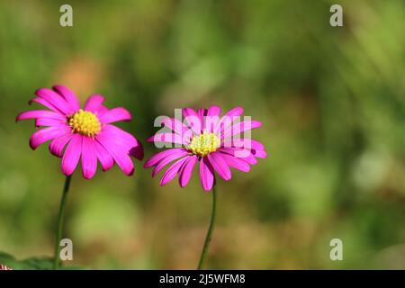 Nahaufnahme von zwei rosa sonnenbeschienenen Brachyscome multifida vor einem grünen verschwommenen Hintergrund mit selektivem Fokus auf die richtige Blume, Kopierbereich Stockfoto
