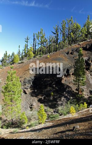 Vulkanlandschaft mit üppigen grünen Pinien, bunten Vulkanen und Lava-Feld entlang Weg Ruta de los Volcanes, Wanderweg auf La Palma Insel Stockfoto