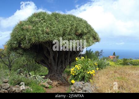 Großer Drachenbaum auf der Insel La Palma, Kanarische Inseln Stockfoto