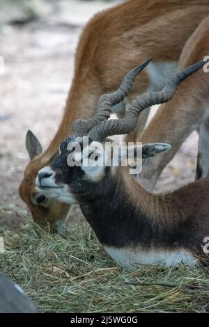 Der Schwarzbock (Antilope cervicapra), auch bekannt als indische Antilope, ist eine Antilope, die in Indien und Nepal beheimatet ist. Ein Männchen, das hier in Gefangenschaft bei Th Stockfoto