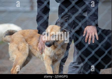 Mann Wächter im Windhund Asyl kuscheln zwei verlassene Hunde hinter Gittern Stockfoto