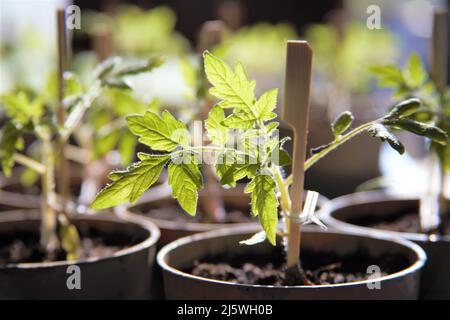 Tomatenpflanzen im Topf landwirtschaftlichen Hintergrund Stockfoto