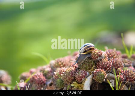 Gehäuseschnecke läuft in freier Natur Makroaufnahme Stockfoto