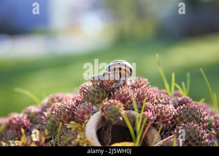 Gehäuseschnecke läuft in freier Natur Makroaufnahme Stockfoto