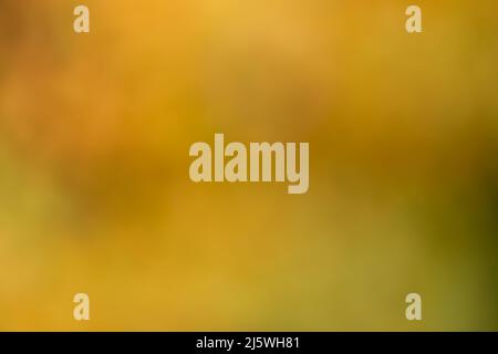 Gelbe und orangefarbene Herbstblätter im Garten bilden eine schöne Hintergrundvorlage als verschwommenes Foto Stockfoto