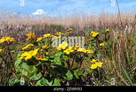 Marigold (Caltha palustris) Stockfoto