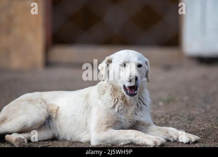 Netter verlassene Hund, der hinter Gittern im Asyl für Vagabundhunde liegt Stockfoto