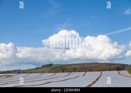 Landwirtschaftliches Vlies, das in Fife, Schottland, gesät wird Stockfoto