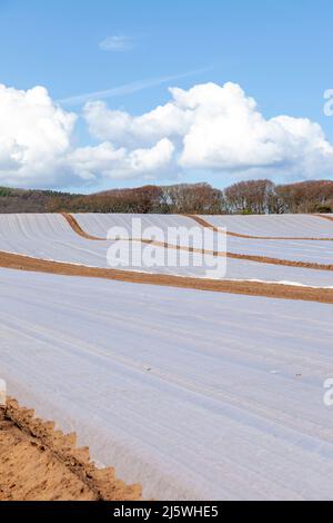 Landwirtschaftliches Vlies, das in Fife, Schottland, gesät wird Stockfoto