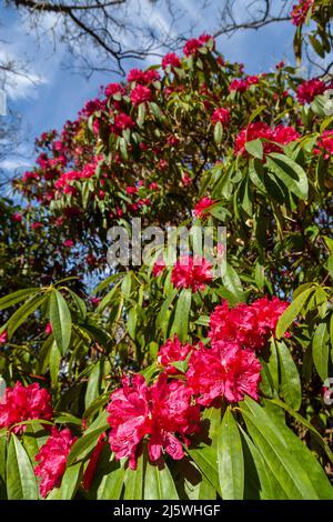 Roter Rhododendron-Busch in Blüte in Schottland, April. Stockfoto