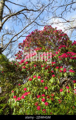 Roter Rhododendron-Busch in Blüte in Schottland, April. Stockfoto