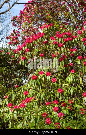 Roter Rhododendron-Busch in Blüte in Schottland, April. Stockfoto