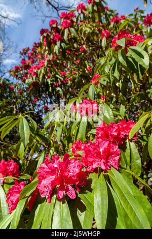 Roter Rhododendron-Busch in Blüte in Schottland, April. Stockfoto