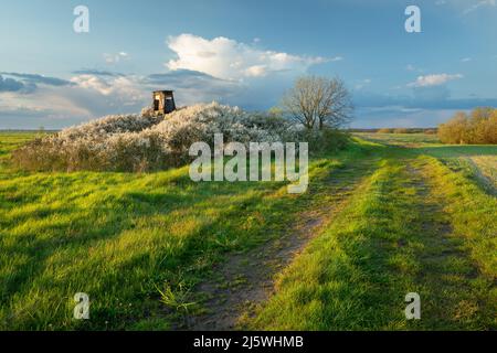 Unbefestigte Straße durch die Felder neben der Jägerkanzel in den blühenden Büschen Stockfoto