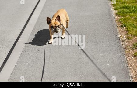 französischer Bulldogge an der Leine beim Spaziergang in der Stadt Stockfoto