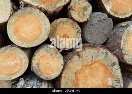 Schneiden Sie Baumstämme auf einem Stapel, Holzstruktur Stockfoto