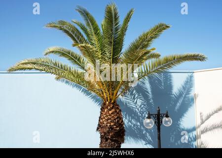 Wunderschöne Schatten von Palmenblättern an der Wand. Kreatives, minimalistisches, stilisiertes Konzept zur Entspannung. Stockfoto