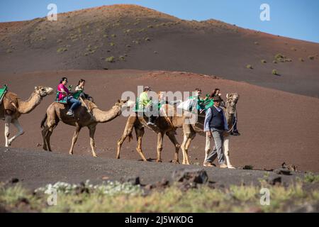 Kamelritt ist eine der touristischen Attraktionen im Timanfaya Nationalpark, Lanzarote. Stockfoto