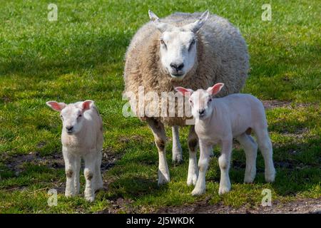 Mutter Schafe und ein Paar weiße flauschige Lämmer auf der Wiese Stockfoto