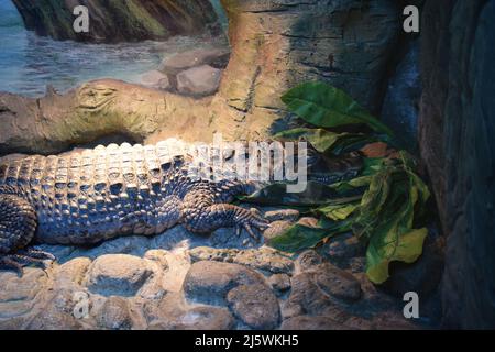 Spectacled Caiman - Caiman Krokodil liegt am Flussufer. Großes Reptil im Sumpf, Nahaufnahme Krokodilportrait, gefährlicher Jäger, der mit dem Kopf darüber ruht Stockfoto