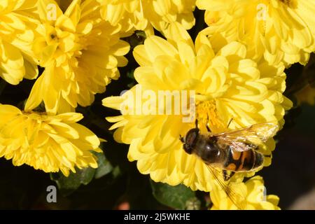 Ungewickelte Blüten von gelben Chrysanthemen. Gelbe Chrysanthemen im Park im Herbst Stockfoto