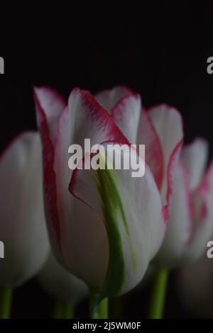 Weiße Tulpe mit roten Streifen auf den Blütenblättern auf dem dunklen unscharfen Hintergrund. Zwei farbige Tulpenblüten kröden auf dem dunklen Hintergrund. Stockfoto