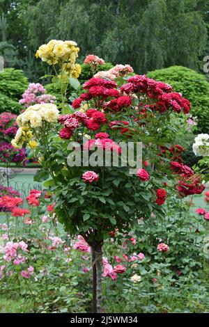 Im Garten wachsen wunderschöne Rosen. Rosen weben. Viele grüne Blätter. Viele Rosen in der Natur. Rosenbündel wachsen im Park. Ein Strauß Rosen in einem grünen Stockfoto
