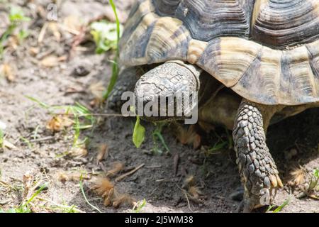 Die griechische Schildkröte (Testudo graeca), auch bekannt als die Spornschildkröte, ist eine Art von Schildkröte aus der Familie der Testudinidae. Hat sie gezeigt Stockfoto