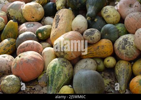 Bunte Sorten von Kürbissen. Farbe Herbst Hintergrund. Nahaufnahme von bunten Kürbissen. Herbsternte, Rohes und frisches Bauerngemüse in verschiedenen var Stockfoto