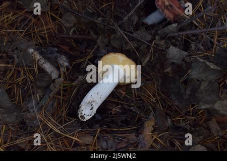 Wilder essbarer gelber Pilz im Wald aus der Nähe - Russula Ochroleuca, allgemein bekannt als die Gelbe Russula oder Ocher Brittlegill. Pilzaufgesetzt Stockfoto