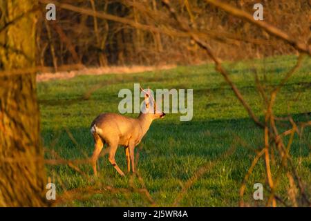 Rehe, die ihre Geweihhaut vergießen, Blick auf den Frühling Stockfoto