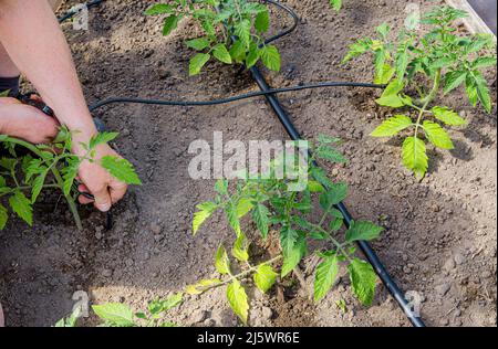 Gärtner Installation von Wasser tropfende Bewässerungssystem im heimischen Gemüsegarten, Bewässerung Tomatenpflanzen im Gewächshaus. Stockfoto