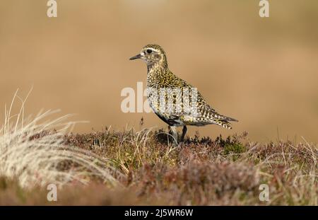 Golden Plover nach links gerichtet stand in einem natürlichen Moorlebensraum mit Heide und Gräsern. Wissenschaftlicher Name: Pluvialis apricaria. Erwachsener Vogel mit Sommer p Stockfoto