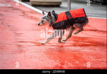 26. April 2022, Hessen, Frankfurt/Main: Fritzchen, der kleine Mischlingshund, rennt morgens bei stetigem Regen seinem Besitzer nach und überquert einen rot markierten Radweg. Foto: Frank Rumpenhorst/dpa Stockfoto