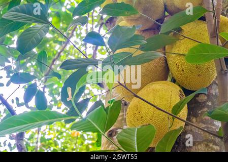 Nahaufnahme der Jackfrucht, jaca hängt an einem Jackfruitbaum. Art Artocarpus heterophyllus. Sansibar, Tansania Stockfoto