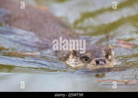 Otter Schwimmen {Lutra lutra) Stockfoto