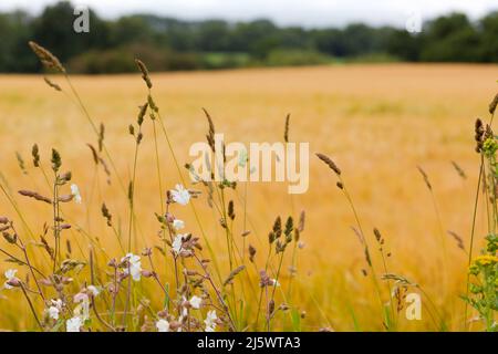 Unscharf goldenes Maisfeld mit wilden Blumen im Vordergrund. Stockfoto