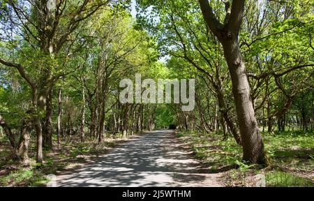 Von Bäumen gesäumte, ruhige englische Country Lane Stockfoto