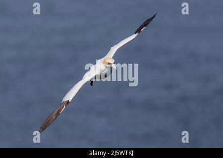 Gannet (Morus bassanus) schweben über dem Meer Stockfoto