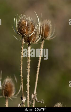 UN chardon en gros Plan Stockfoto