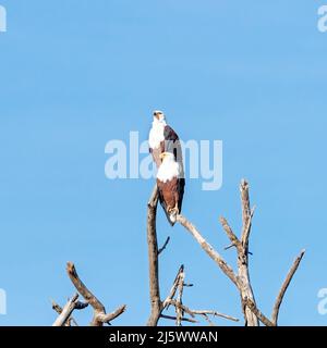 Afrikanische Fischadler, die auf einem toten Baum vor blauem Himmel im Lake Naivasha, Kenia, thronten. Ein Süßwasservögel, der durch Afrika südlich der Sahara gefunden wurde. Stockfoto