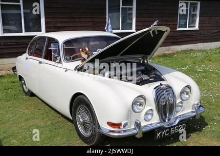 Jaguar Mk2 3,8 (1966), British Marques Day, 24. April 2022, Brooklands Museum, Weybridge, Surrey, England, Großbritannien, Großbritannien, Europa Stockfoto