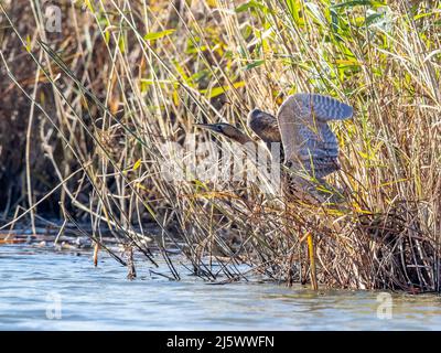 Bittern (Botaurus stellaris), die von Schilfbetten abheben Stockfoto