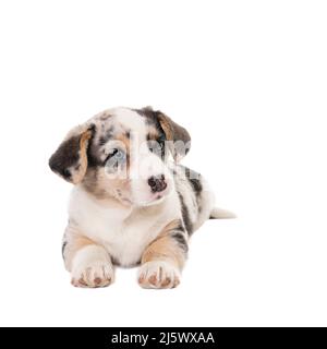 Ein Cardigan Corgi Welpe in Weiß isoliert Stockfoto