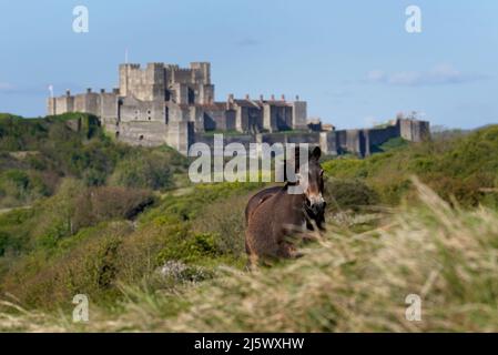Ein Exmoor Pony grast in der Morgensonne in der Nähe von Dover Castle in Kent. Bilddatum: Dienstag, 26. April 2022. Stockfoto