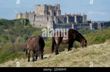 Exmoor Ponys grasen in der Morgensonne in der Nähe von Dover Castle in Kent. Bilddatum: Dienstag, 26. April 2022. Stockfoto