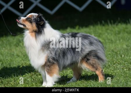 Miniatur American Shepherd steht im Hundezeitring Stockfoto