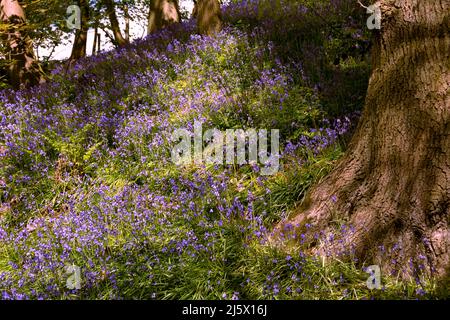 Bluebells in einem Wald mit Sonnenlicht in Flecken Stockfoto