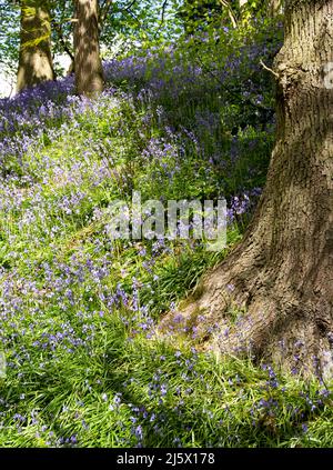 Bluebells in einem Wald mit Sonnenlicht in Flecken Stockfoto