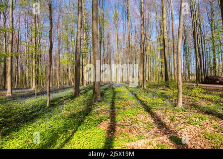 Wald mit Laubbäumen und Blaubellen an einem schönen sonnigen Frühlingstag in Belgien. Stockfoto